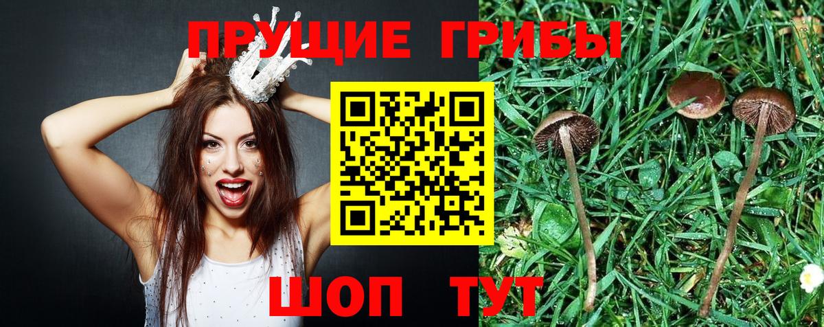 Тулун  Псилоцибиновые грибы мухоморы  Вход с VPN  Галлюциногенные грибы мицелий 